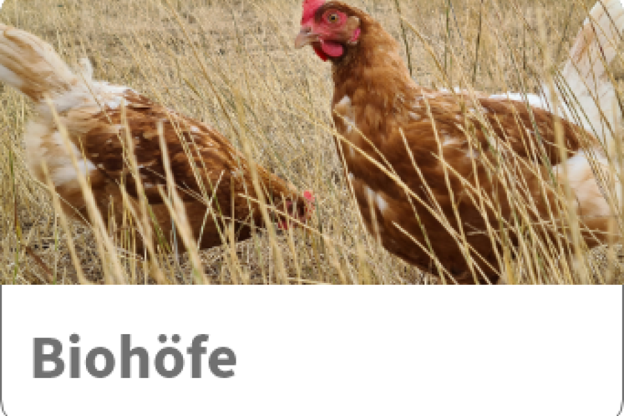 Ausflüge Bild 3